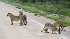_17C1962 Lions in the road, sir